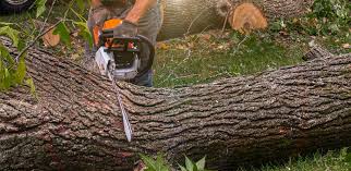 Best Lawn Pest Prevention  in New Ulm, MN