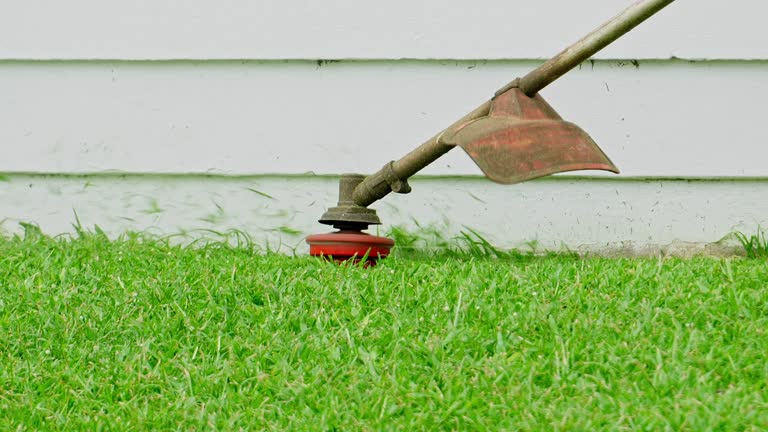 Tree and Shrub Care in New Ulm, MN